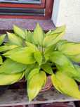 Funkia, hosta, miskant