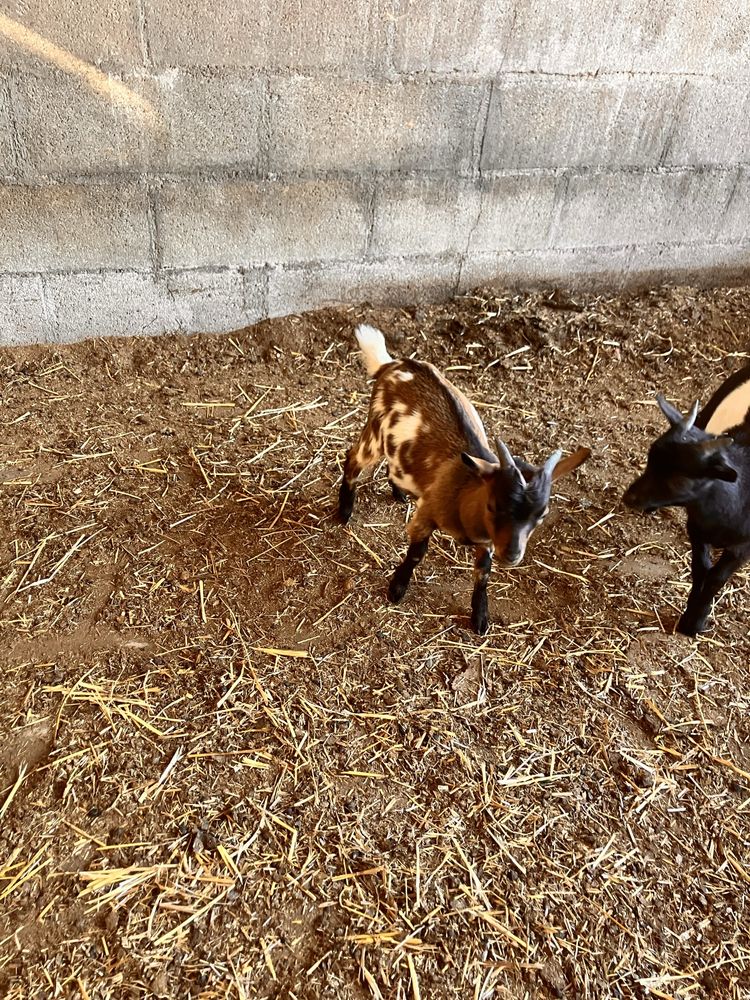 Cabras e chibos a venda
