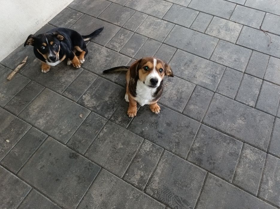 Szczeniaki oddam za darmo