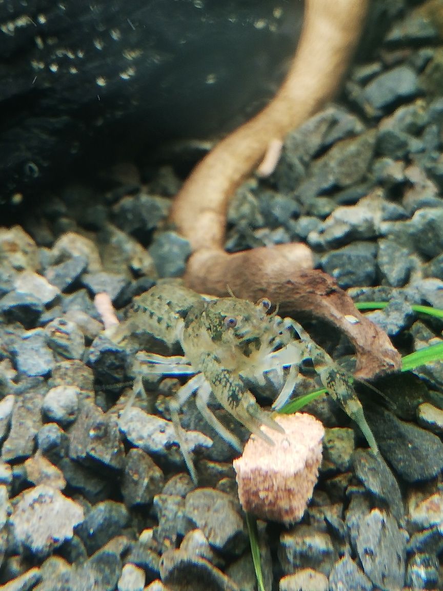 Mini raczki do akwarium