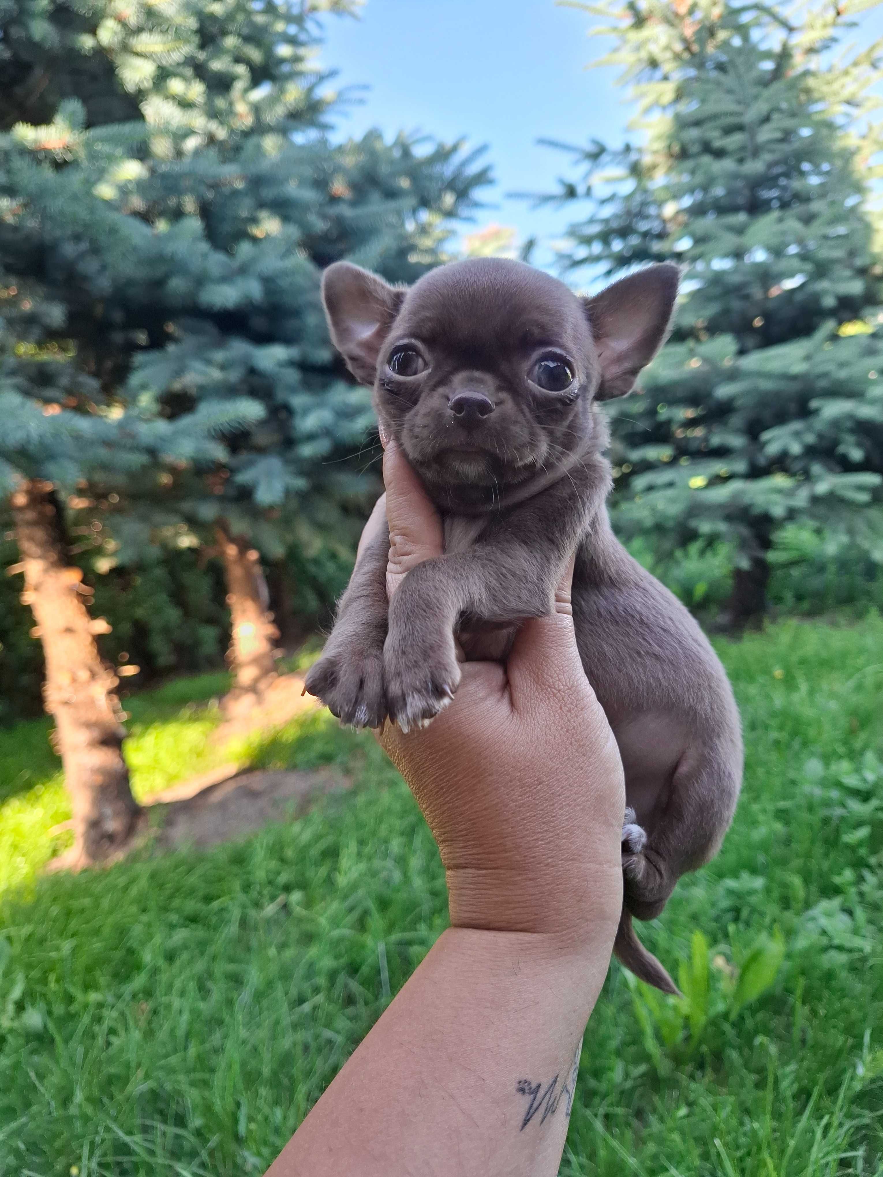 Miniaturowa czekoladowa mini dziewczynka chihuahua.