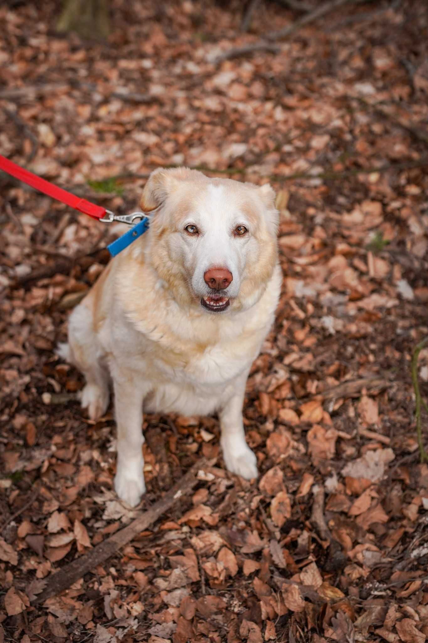 Spokojna Kaja szuka domu! OTOZ Animals Schronisko Ciapkowo w Gdyni