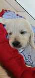 Golden Retriever Suczka