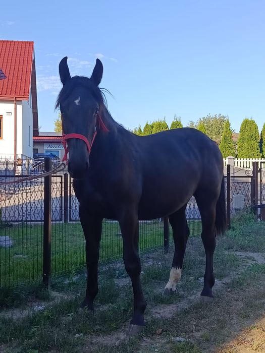 Sprzedam klaczka Śląska kara