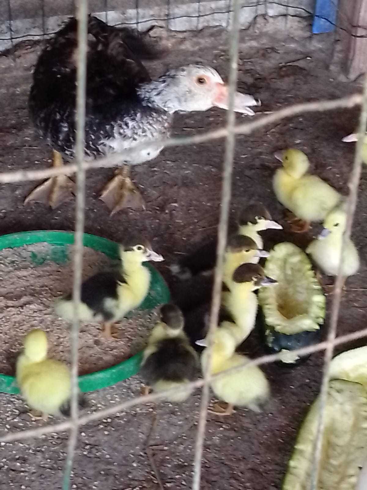 Pata com patinhos