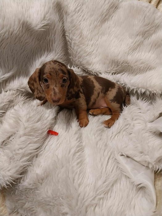 Jamnik piesek merle !