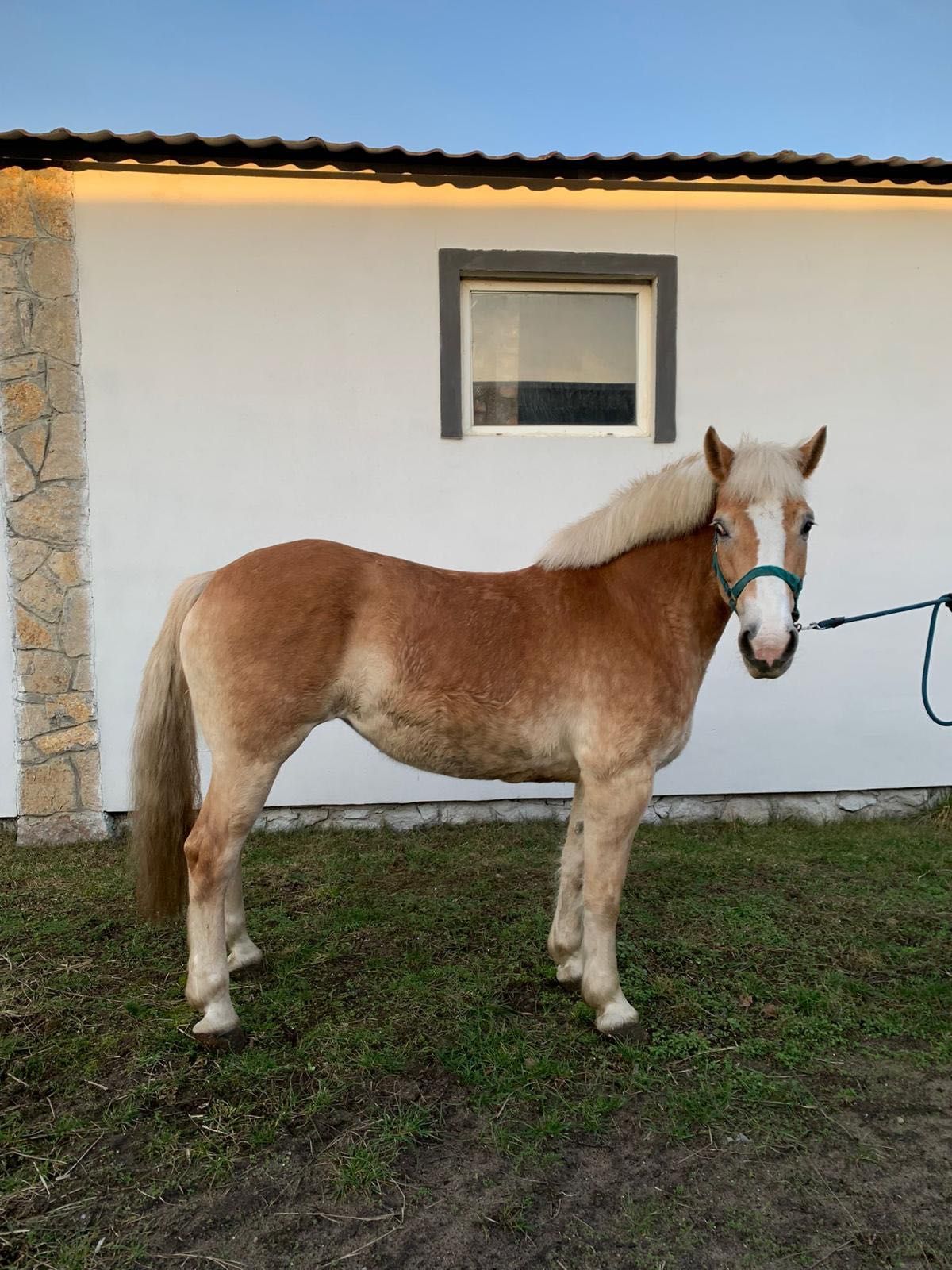 Piękna klacz Haflinger - grzeczna, ułożona, dla dzieci