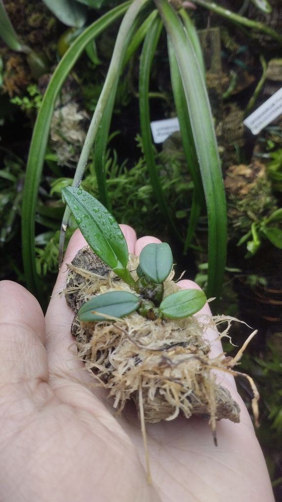 Мініатюрна орхідея bulbophyllum frostii