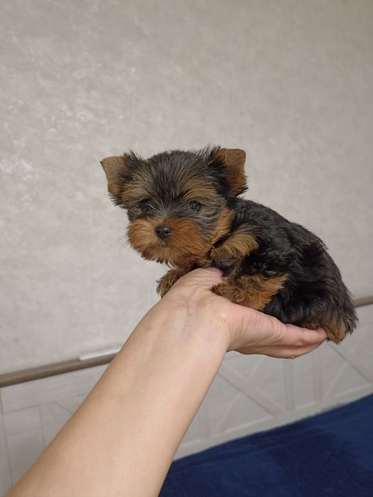 Маленька принцеса