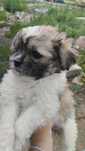 Pieski shihtzu     .