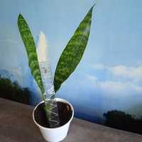 Sansevieria aubrytiana 'Dragon' , сансевієрія аубрутіана драгон