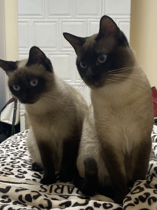 тайські кошенята, народжені 24.08.2025