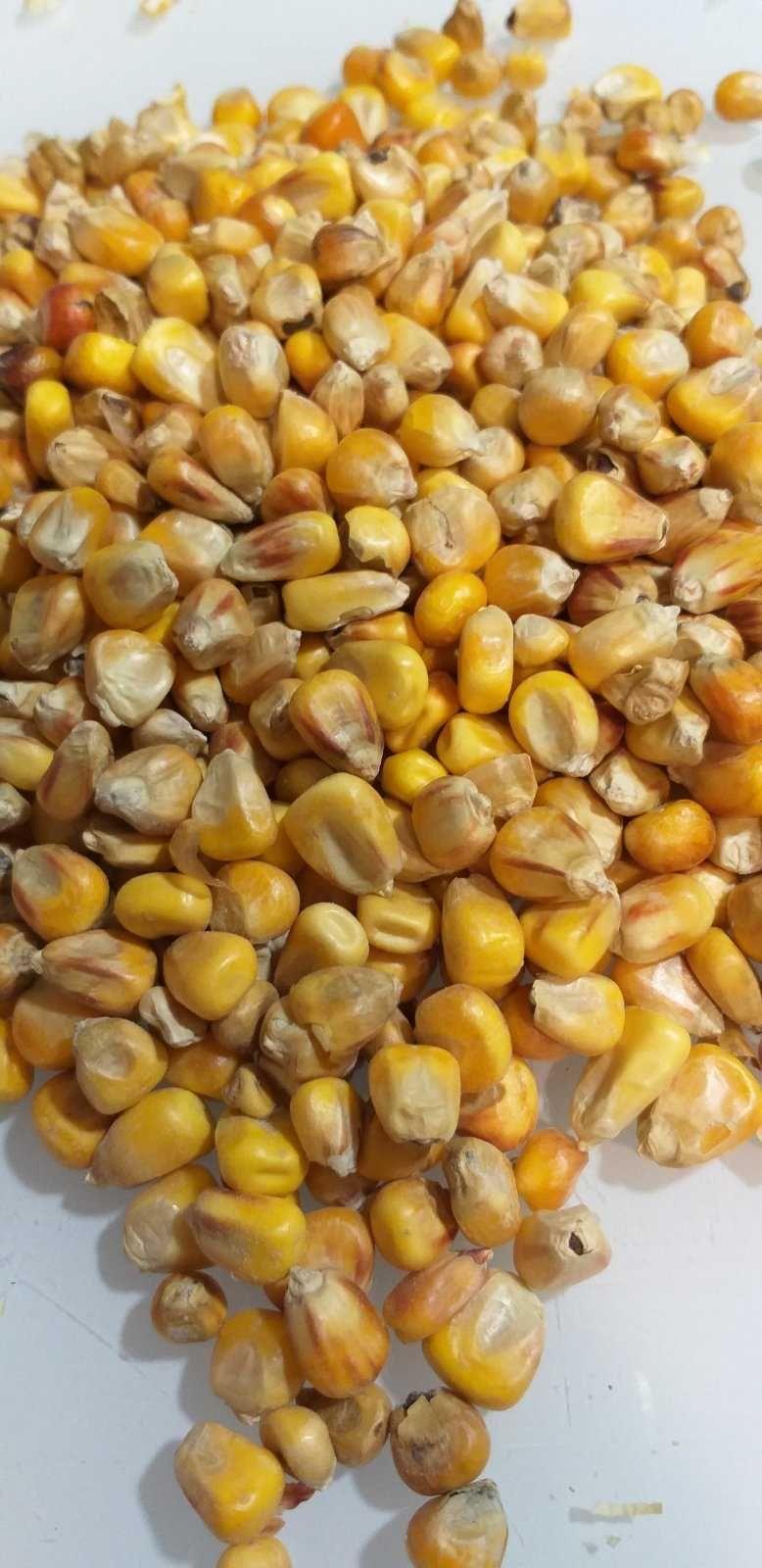 Кормовая кукуруза в мешках по 30 кг. Ціна з ОЛХ доставкою