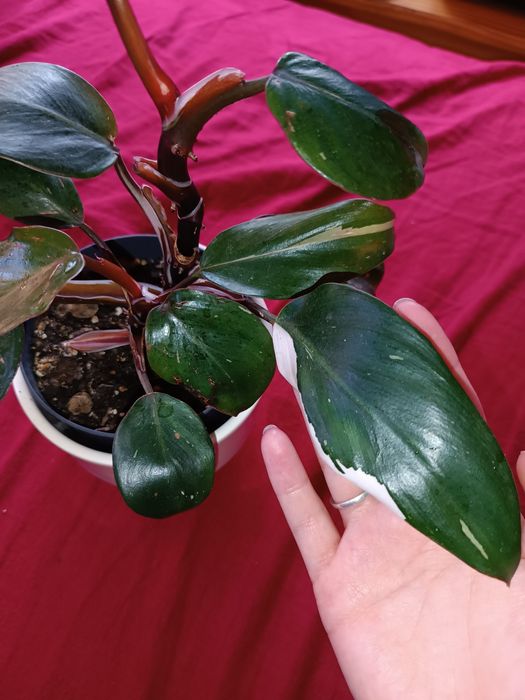 Philodendron white knight