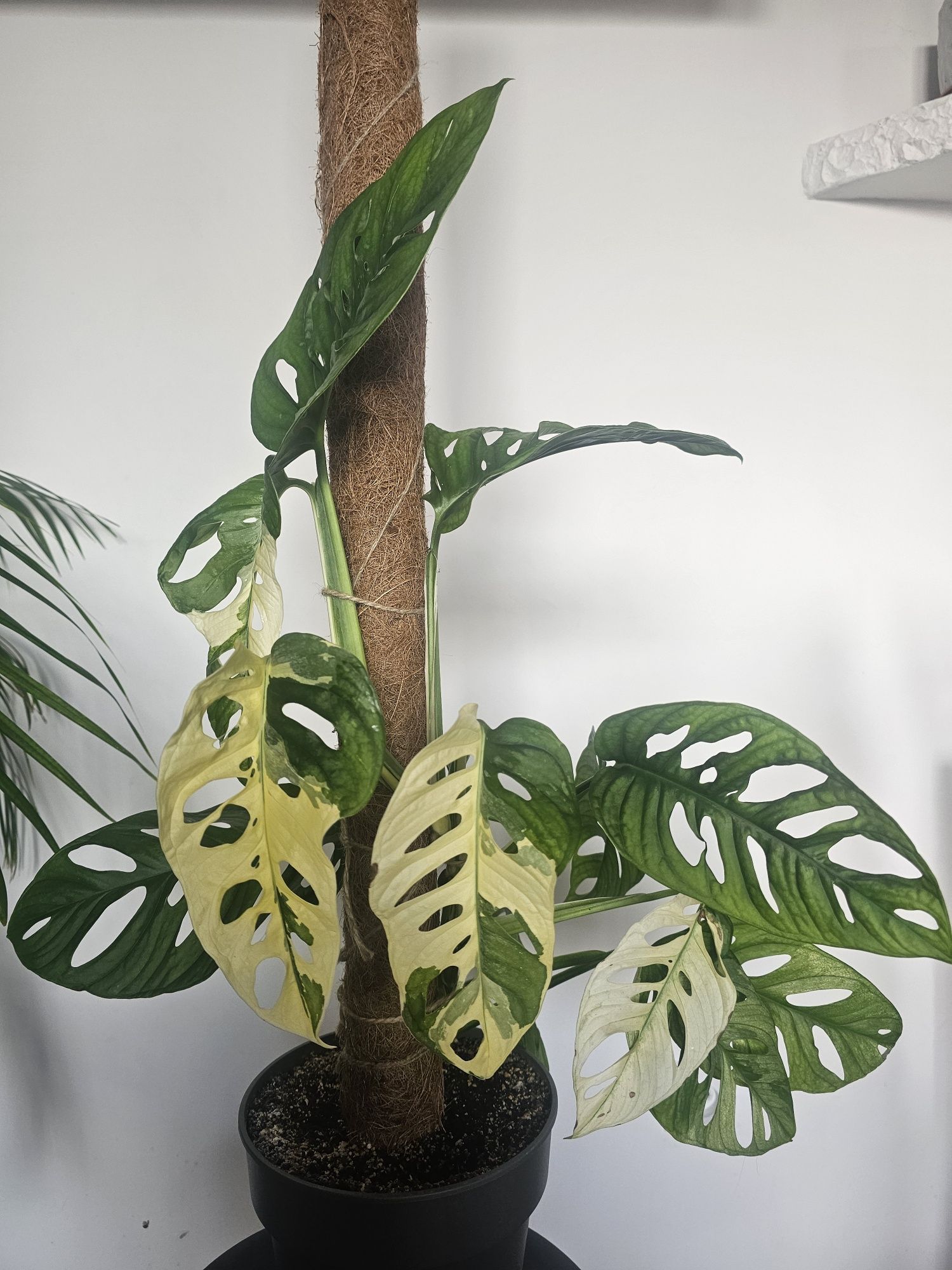 Monstera variegata adansonii