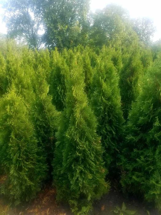 Самшит,Туя,Ялівець