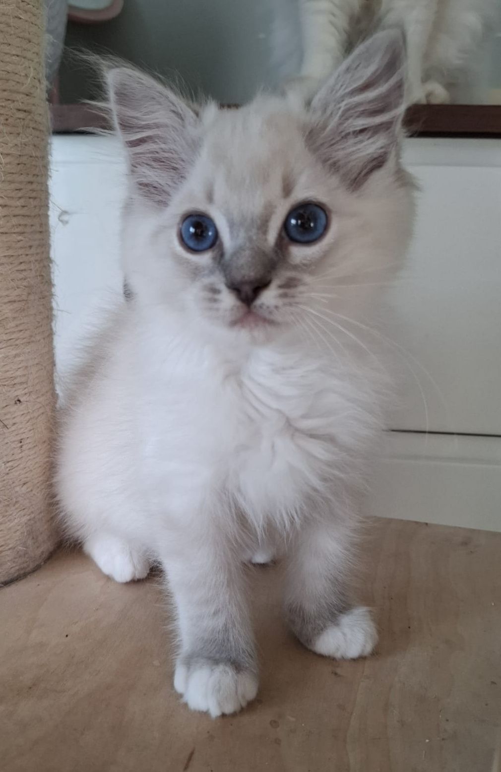 Ragdoll chłopiec piękne umaszczenie prążkowany blue mitted lynx