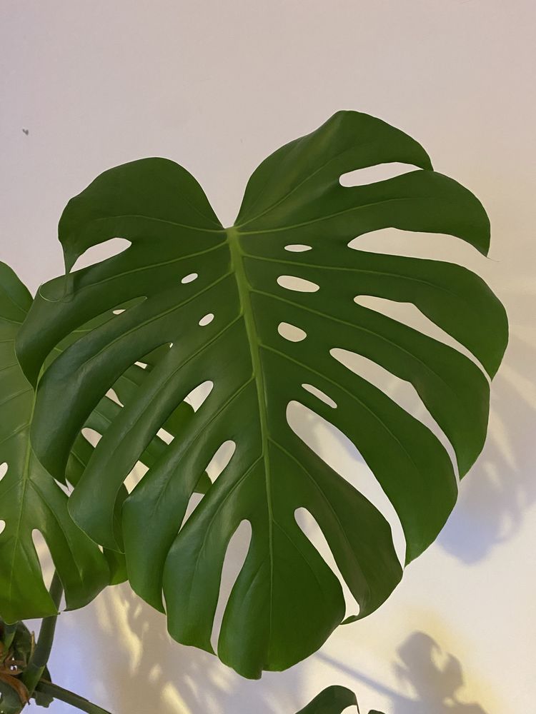 Wielka Monstera deliciosa Monstera dziurawa