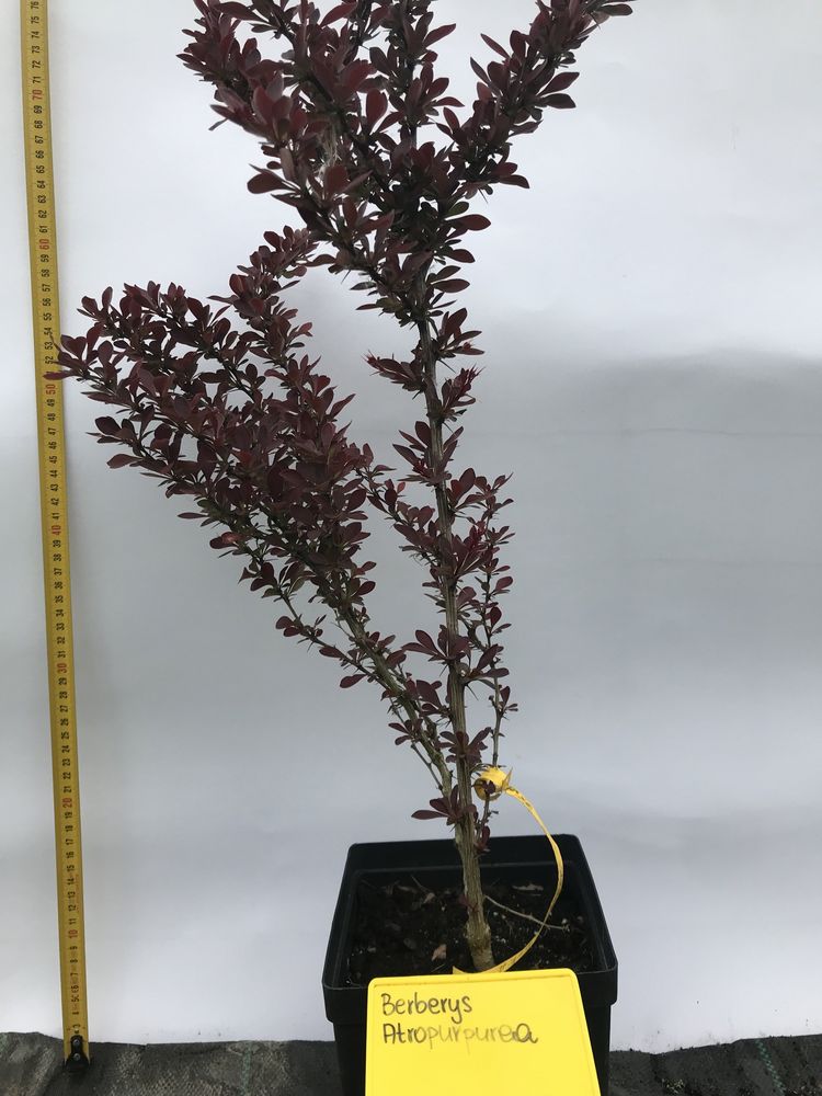 Berberys thunberga Atropurpurea