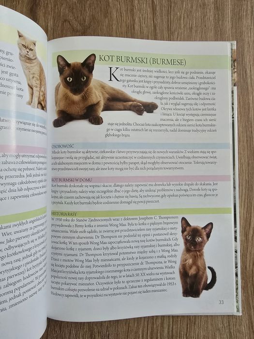 Koty. Nasi ulubieńcy - praca zbiorowa