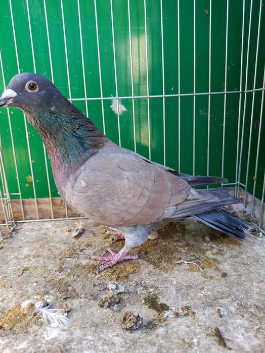 Pocztowe Rubella sooty indigo