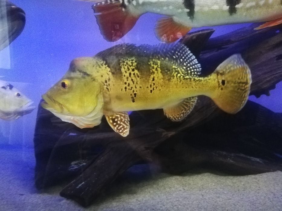 Cichla Kelberi akwarium akwarystyka vieja rybki pielęgnice