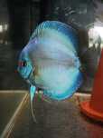 Paleta dyskowiec samica blue diamond ok 17cm