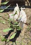 Cabrito sannen com 3 meses