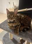 Kocur do adopcji