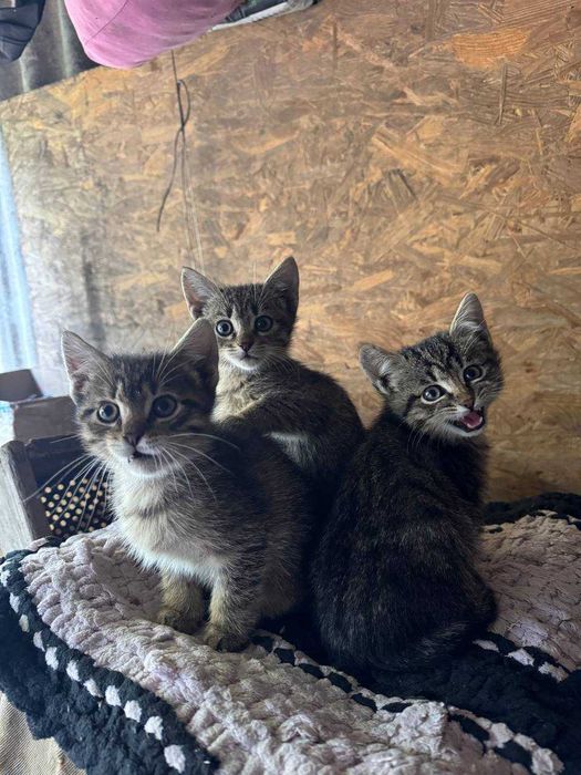 Віддам котів в добрі руки три Дівчинки і один хлопчик