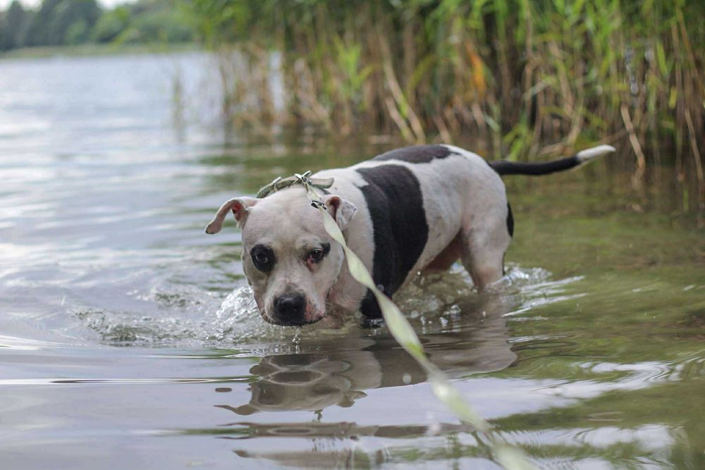 Dziś Lima jest gotowa - szukamy dla niej domu!
