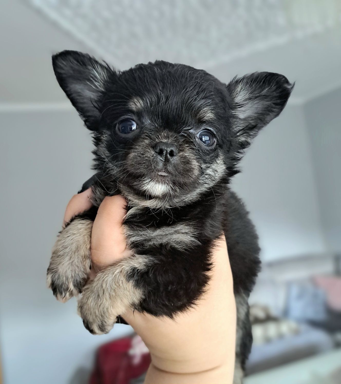 Sonia piękna maluteńka dziewczynka długowłosa Chihuahua
