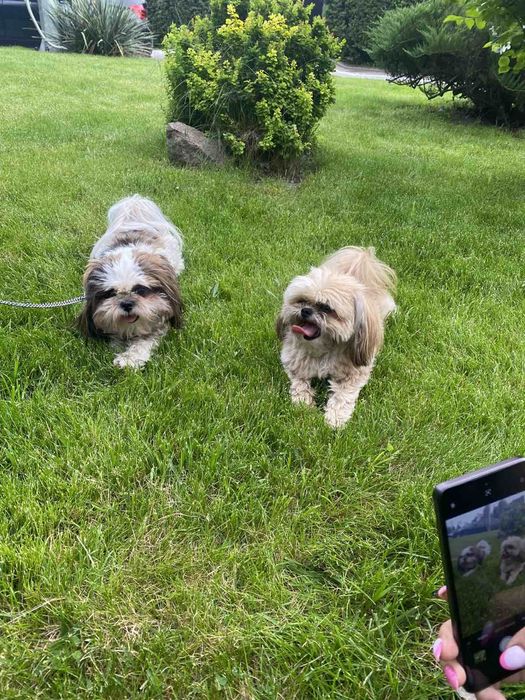 В'язка мини шит цу мальчик