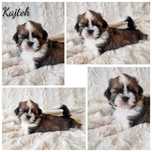 Rezerwacja pięknych szczeniąt rasy Shih tzu
