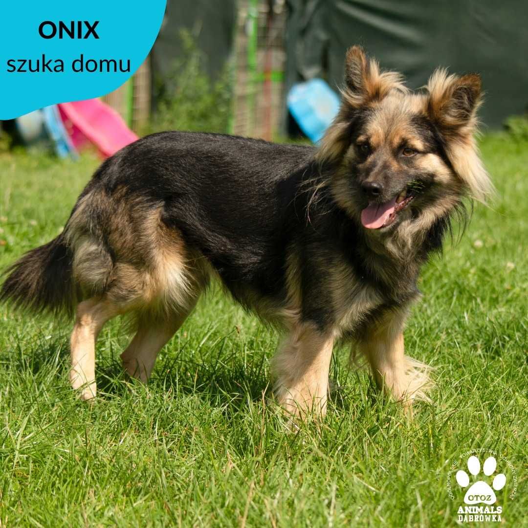Onix szuka domu.