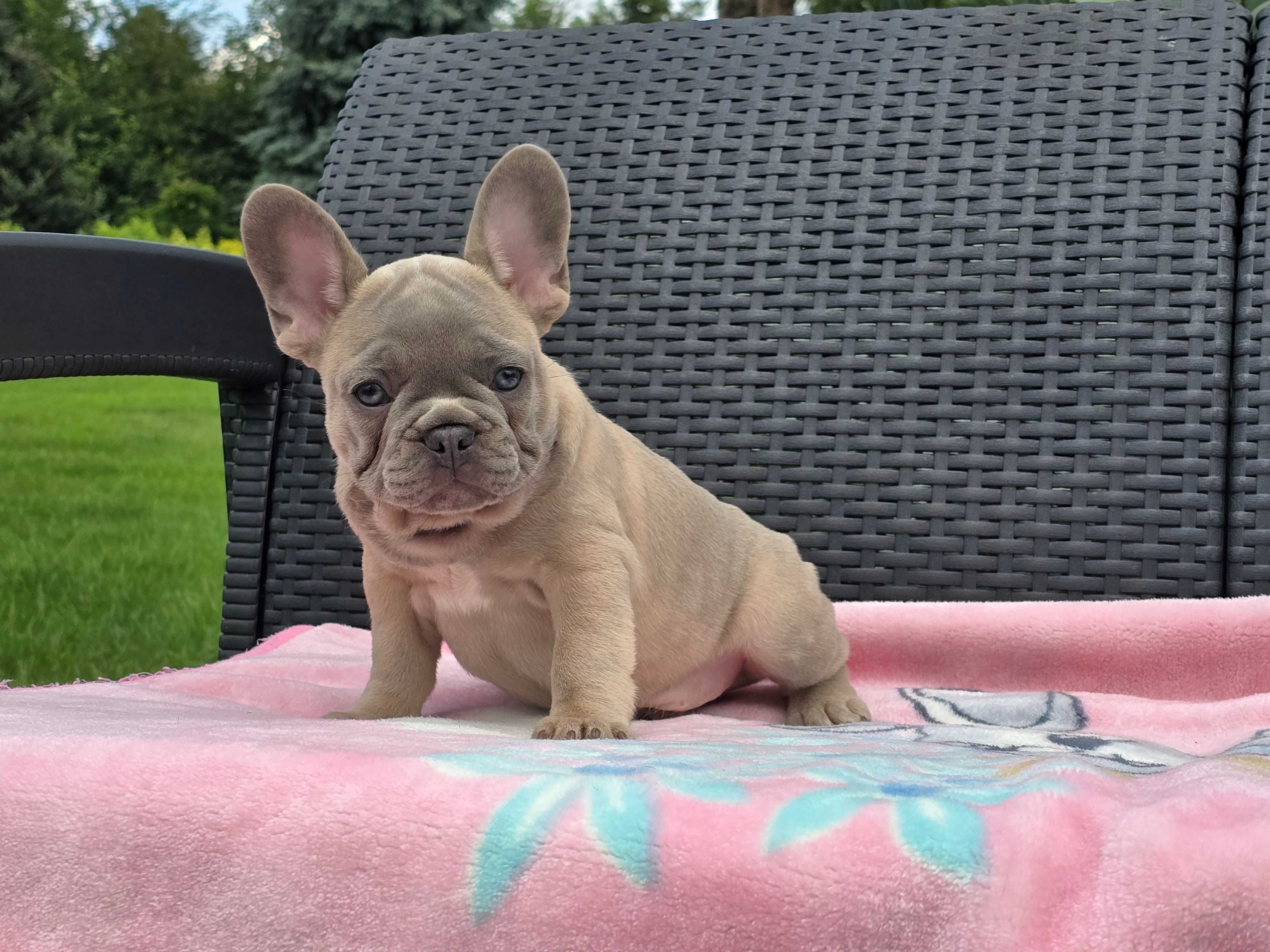 Buldog Francuski piękny piesek
