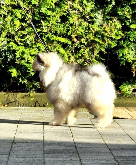 Szpic wilczy keeshond zkwp FCI po championach