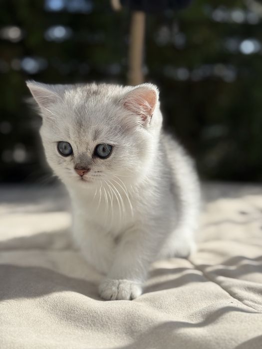 Kot brytyjski kotka krótkowłosa