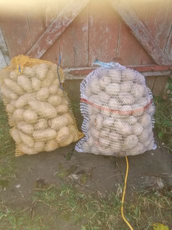 Sprzedam ziemniaki jadalne soraya (żółte) i irga(biale)