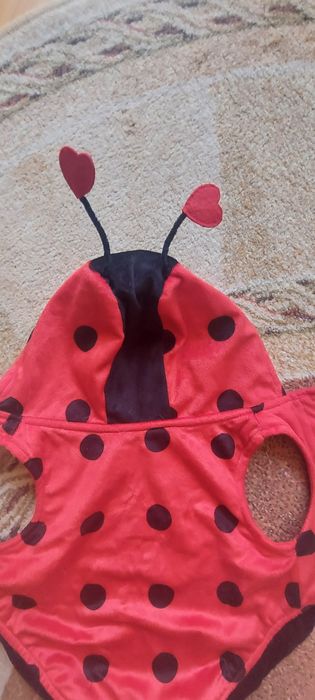 Ubranko" Biedronka" z aksamitu dla małego psa 4-6 kg,na rzepy