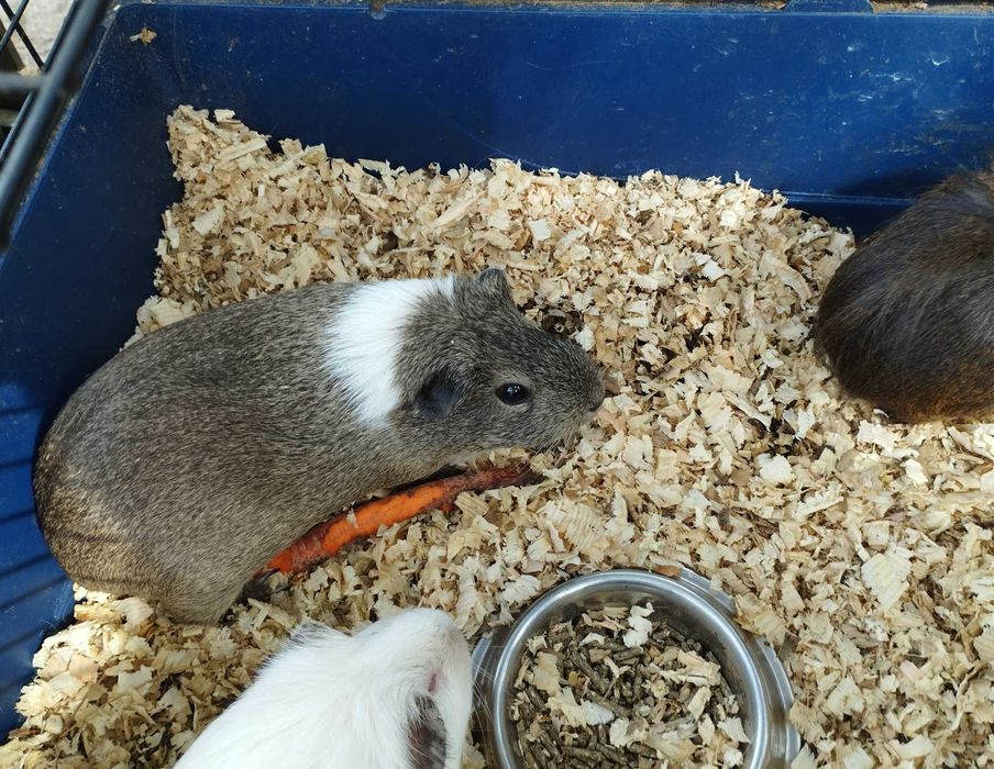 Świnki morskie (samce i samiczki)