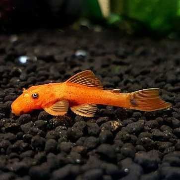 GB Zbrojnik, Glonojad Czerwony - dowóz ryb!