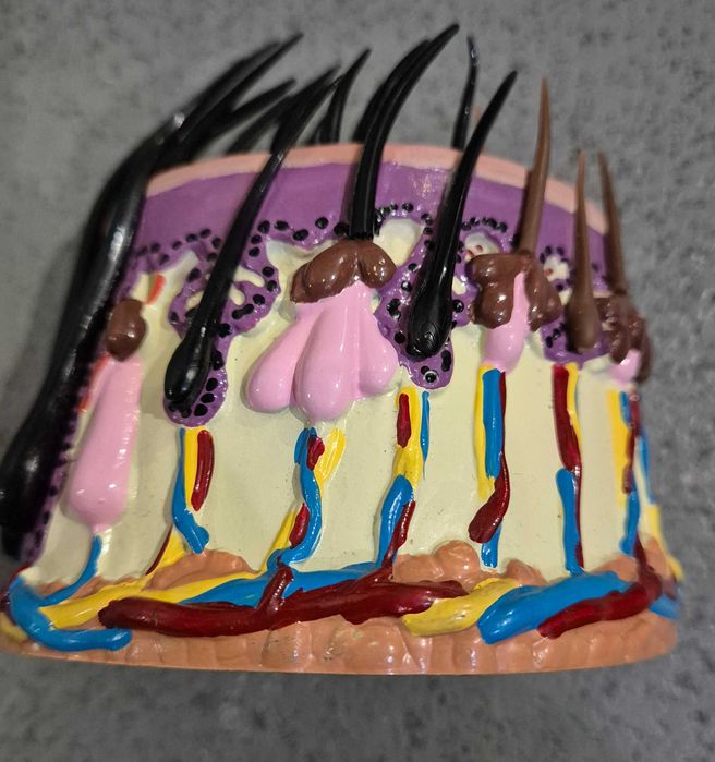 Model Skóry Włosy Ludzkie Anatomiczny Model