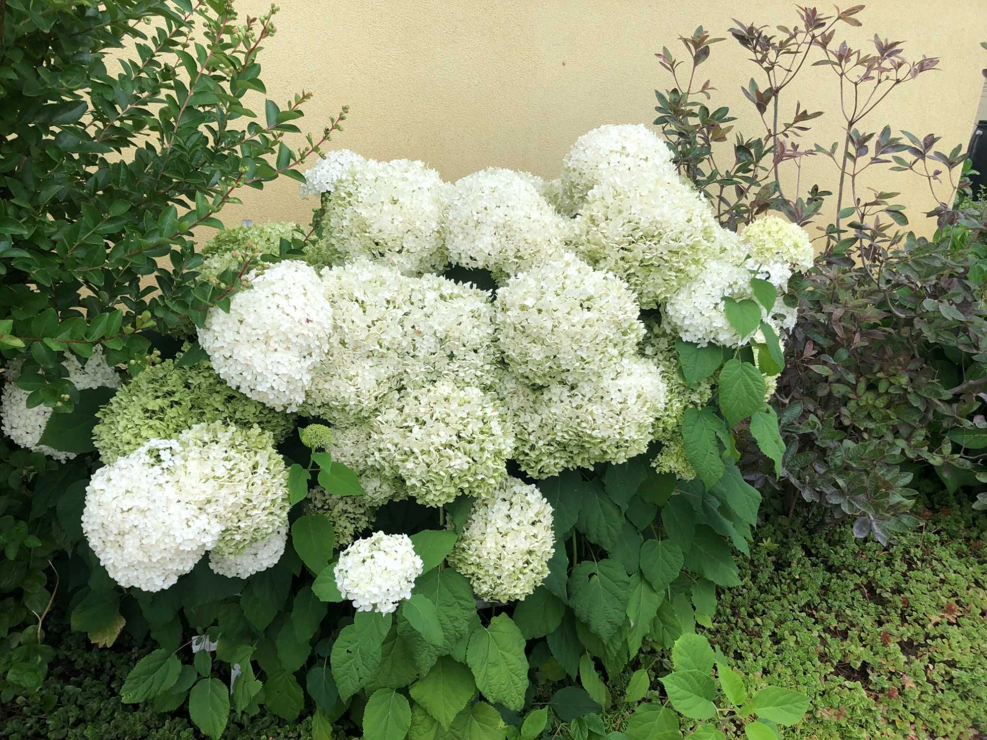 Krzewiasta Anabell nadwyżki z ogrodu 5 szt