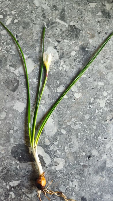 Зефирантес, выскочка, комнатный нарцисс взрослая луковица 1 шт