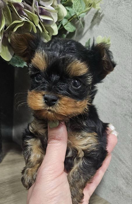 Йорк міні дівчинка