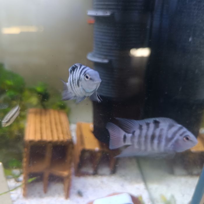 Papagaio anão - casal