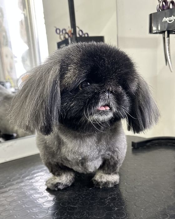 Грумінг -30% на перший візит