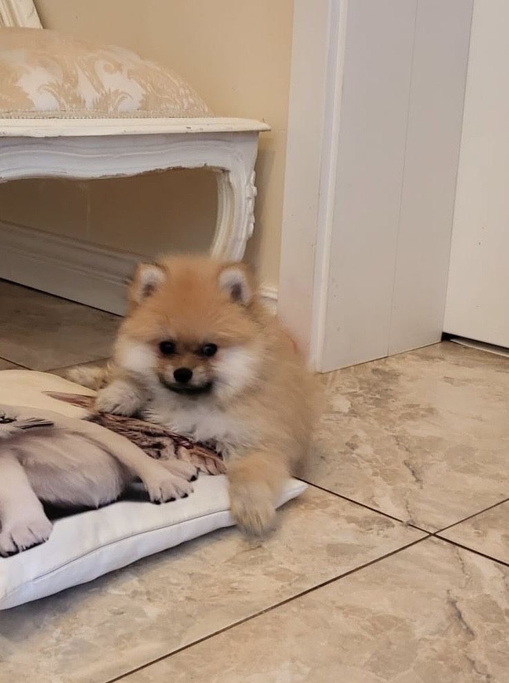 Szpic miniaturowy pomeranian xs miś piesek sable puszysty