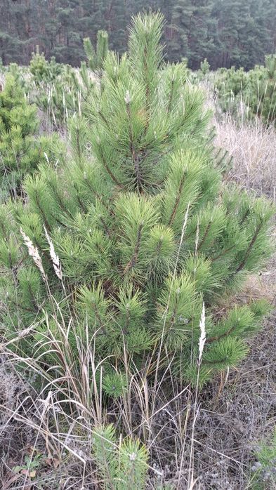 Новорічна Кримська Сосна (Кримка) ОПТ/РОЗДРІБ